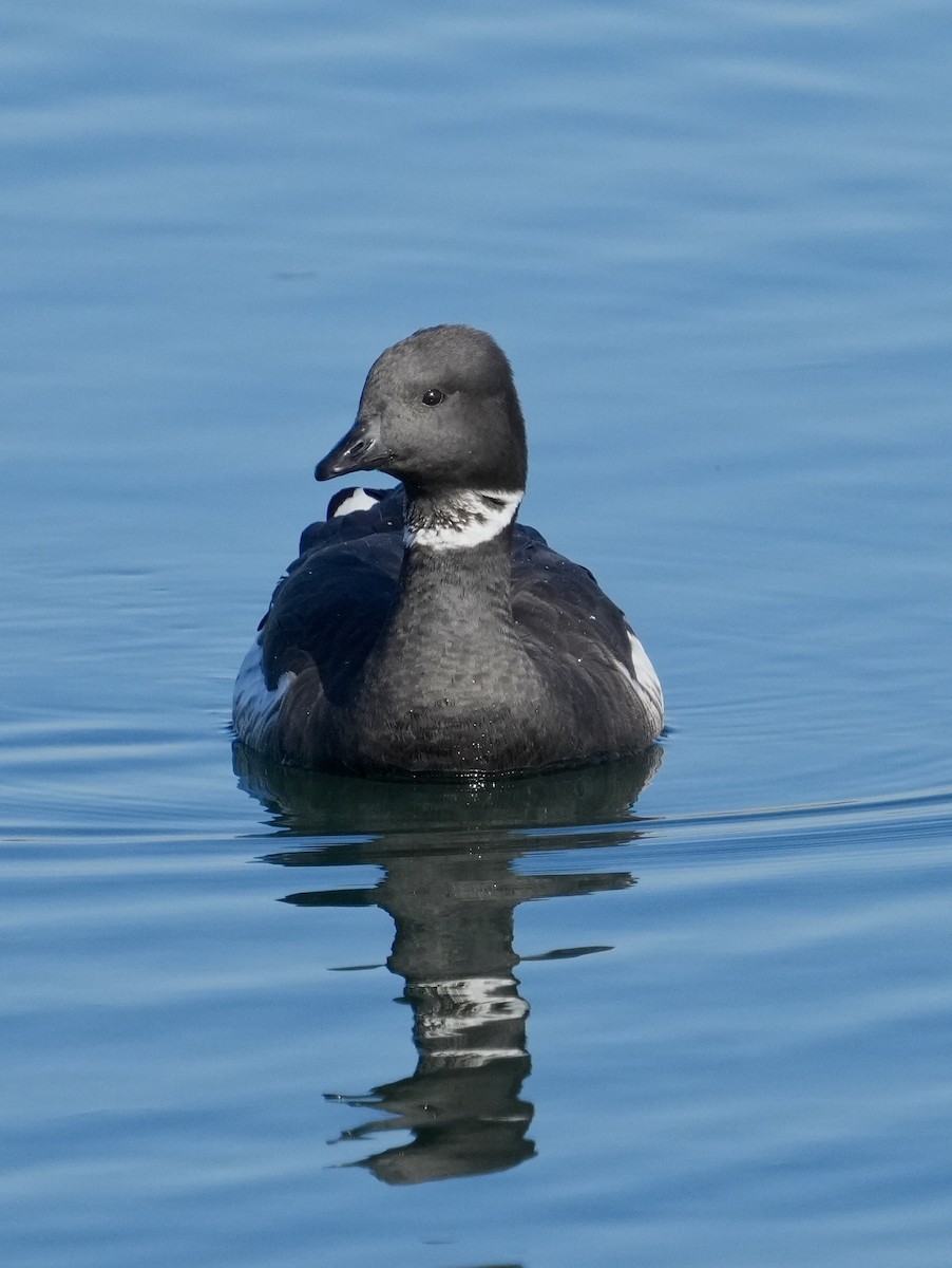 berneška tmavá - ML646638579