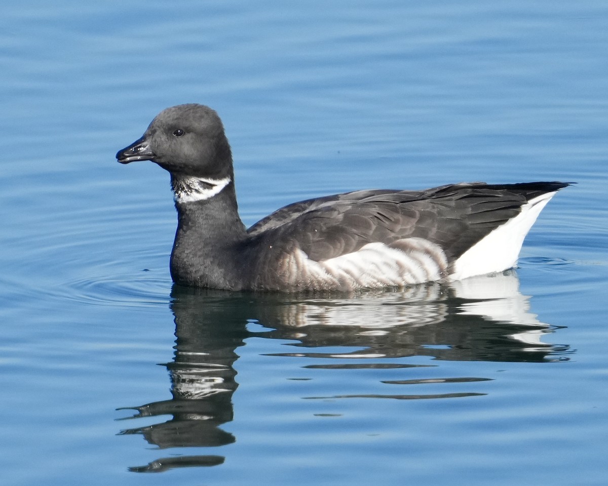 berneška tmavá - ML646638580