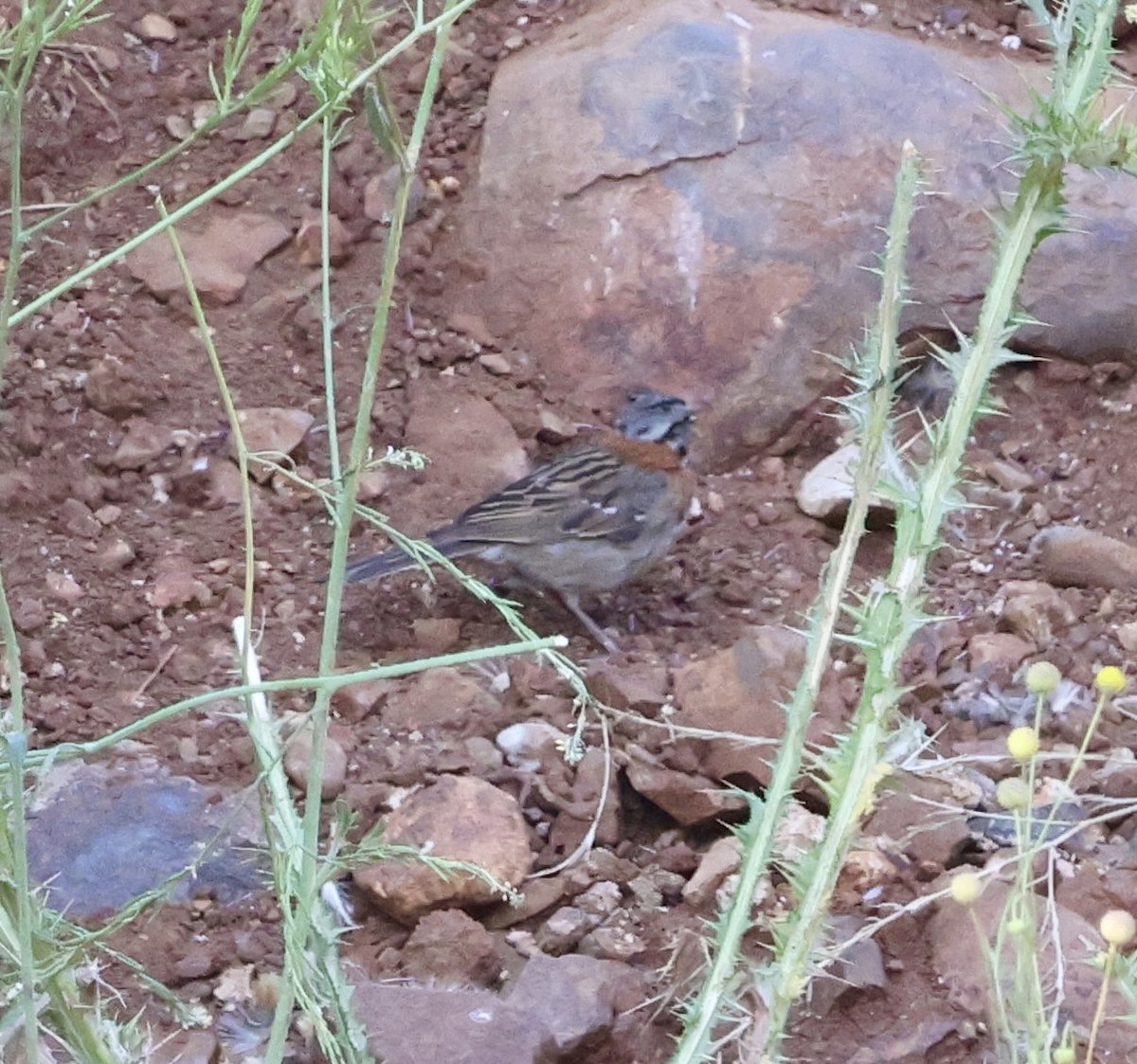 Rufous-collared Sparrow - ML646638585