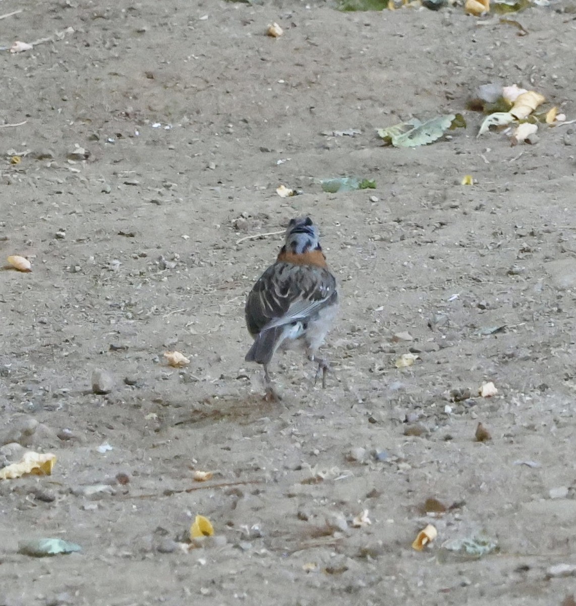 Rufous-collared Sparrow - ML646638586