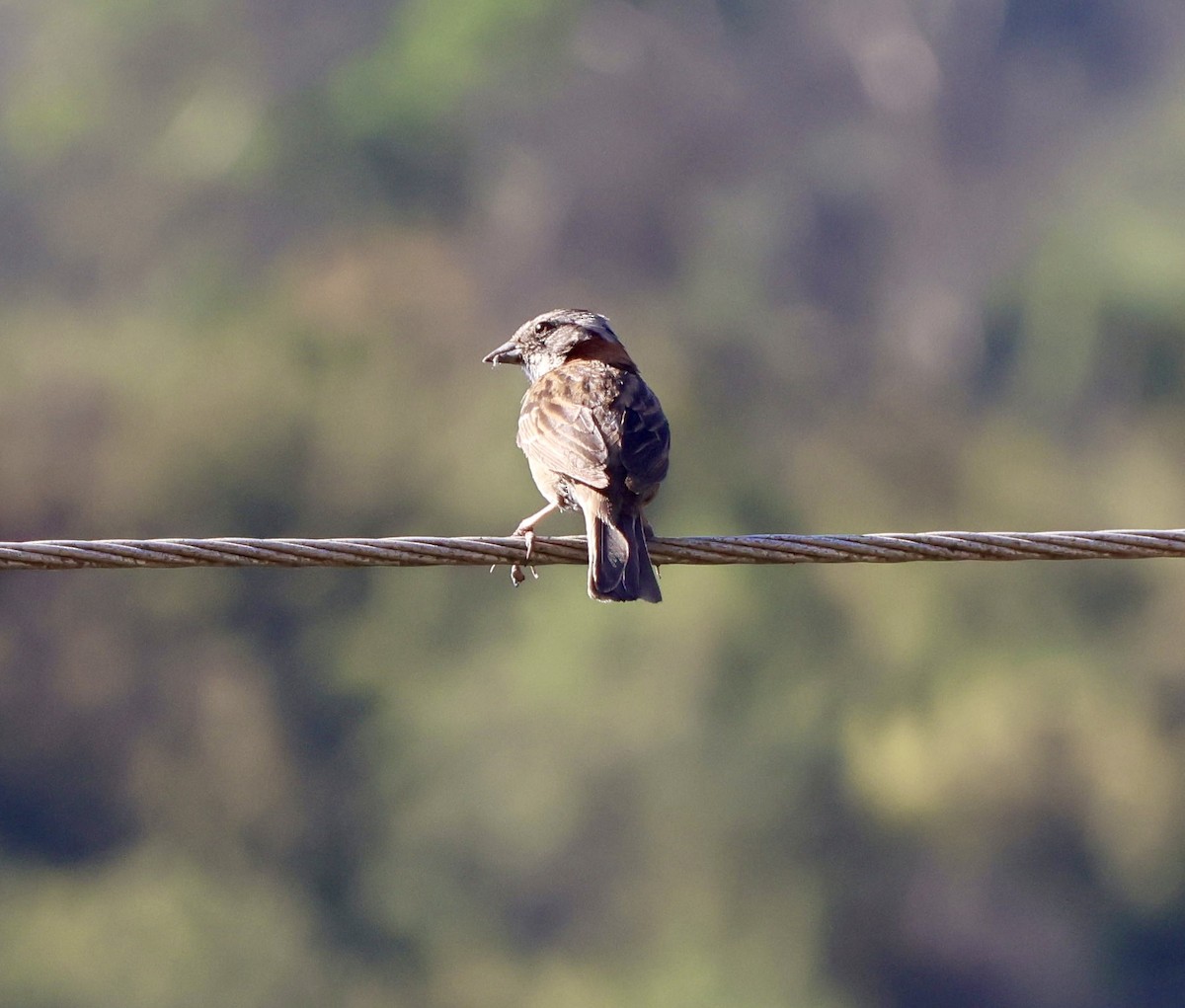 Rufous-collared Sparrow - ML646638587