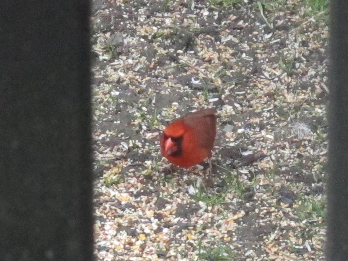 Northern Cardinal - ML646638595