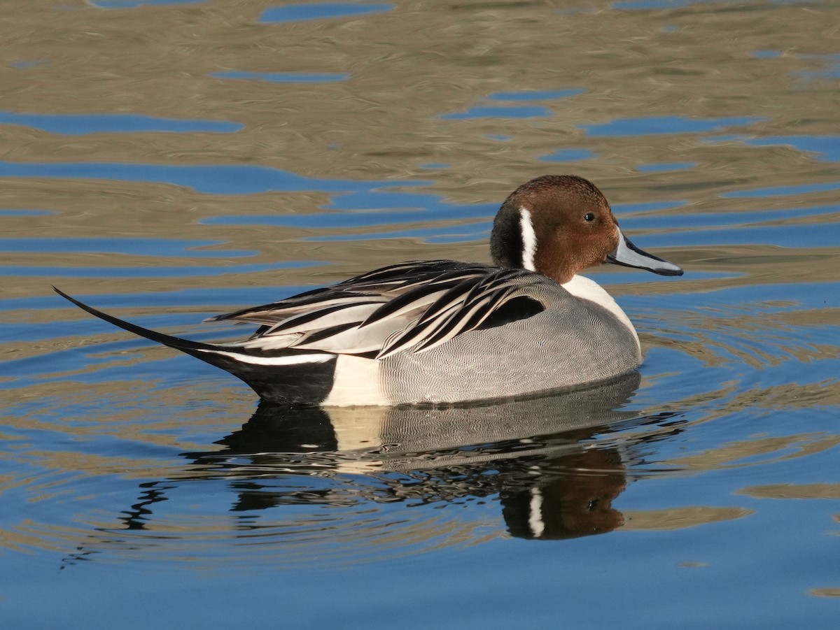 ostralka štíhlá - ML646638596