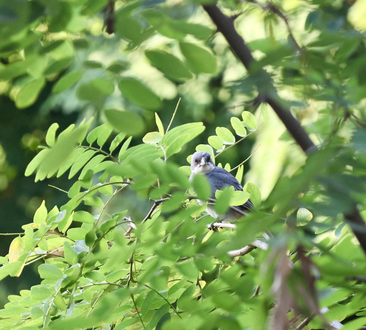 Diuca Finch - ML646638597