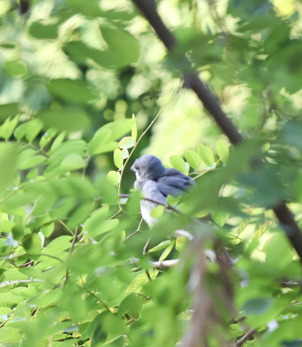 Diuca Finch - ML646638598