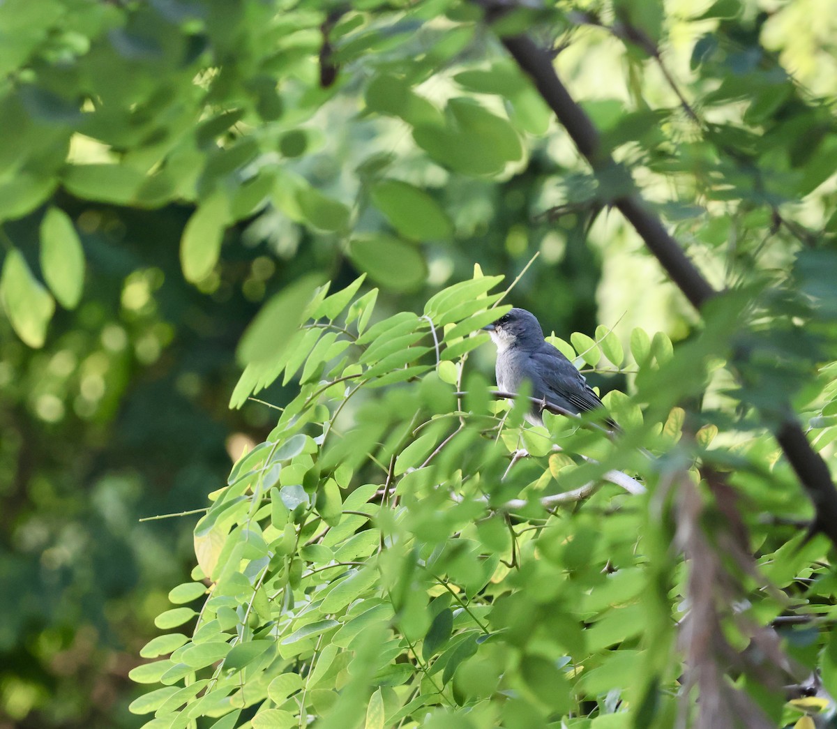 Diuca Finch - ML646638599