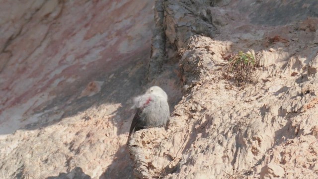 Wallcreeper - ML646638600