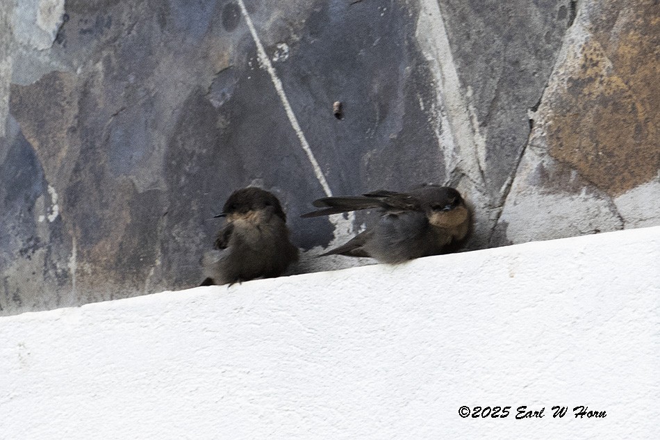 Haitz-enara eztarrigorrizta - ML646638607