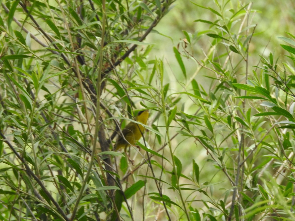 Paruline voilée - ML646638608