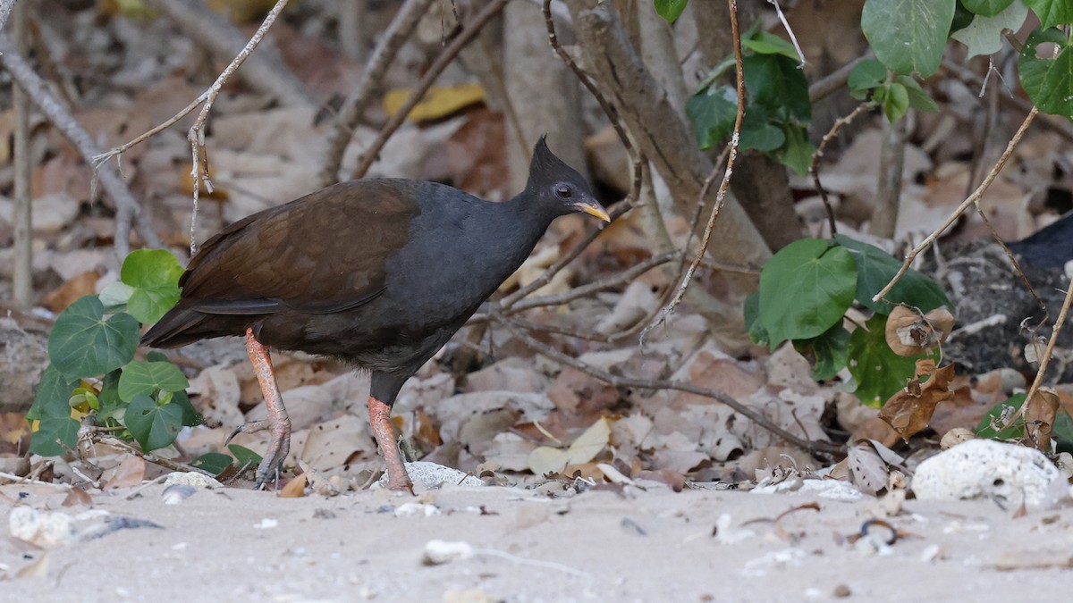 Orange-footed Megapode - ML646638611