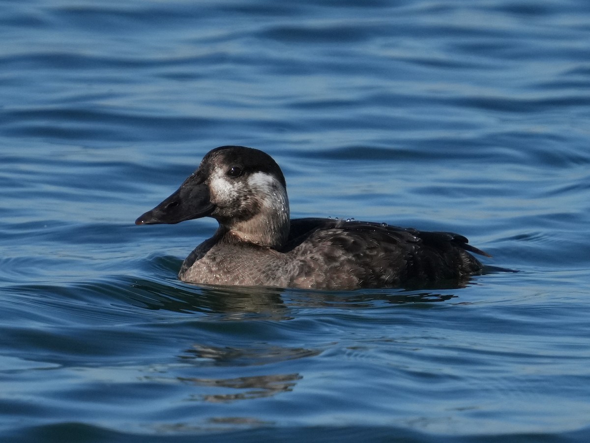 turpan pestrozobý - ML646638618