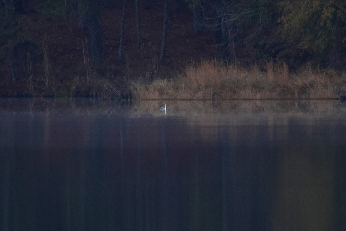 Horned Grebe - ML646638620