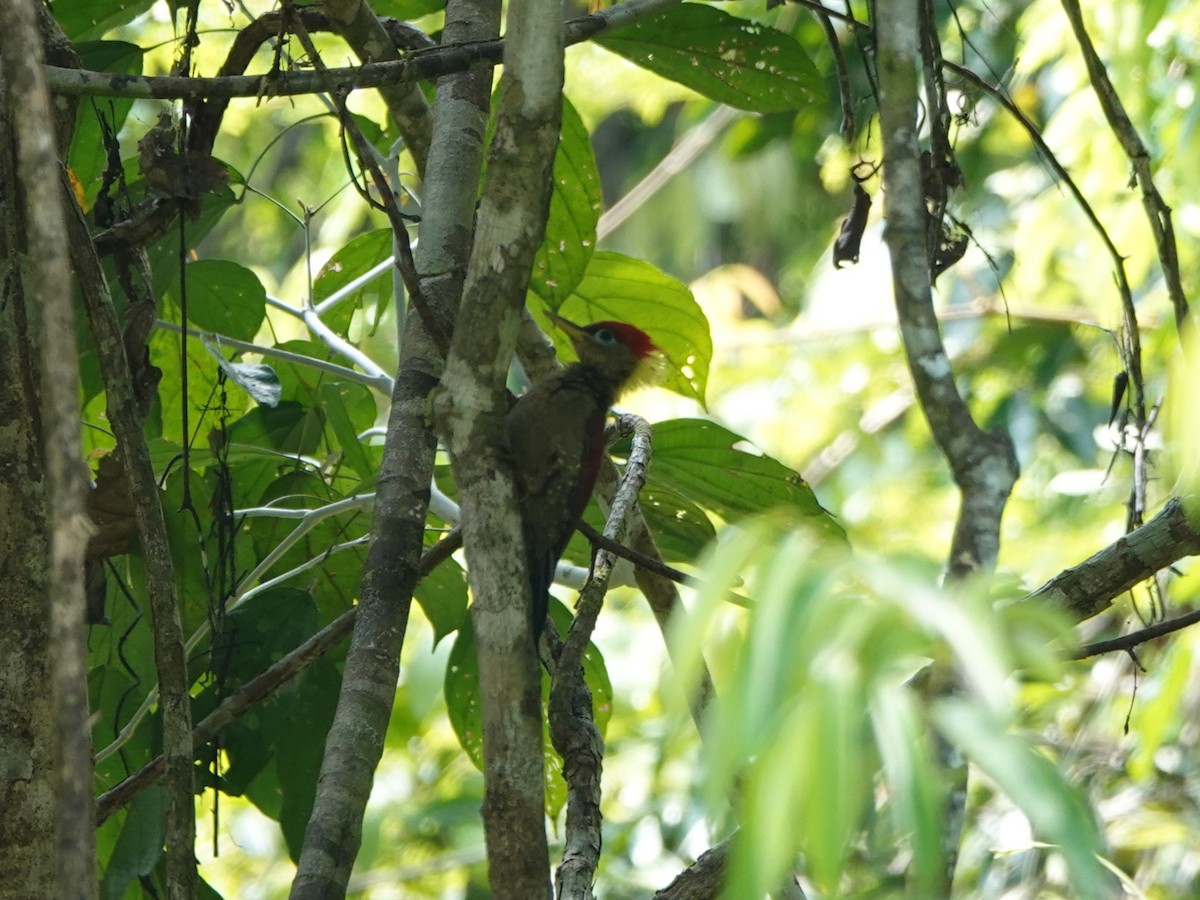 Crimson-winged Woodpecker - ML646638622