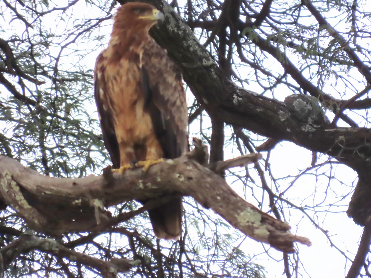 Tawny Eagle - ML646638625