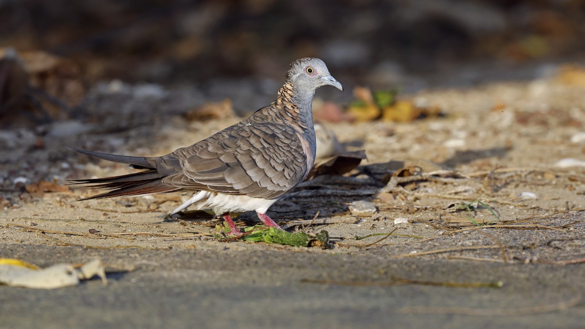 Bar-shouldered Dove - ML646638626
