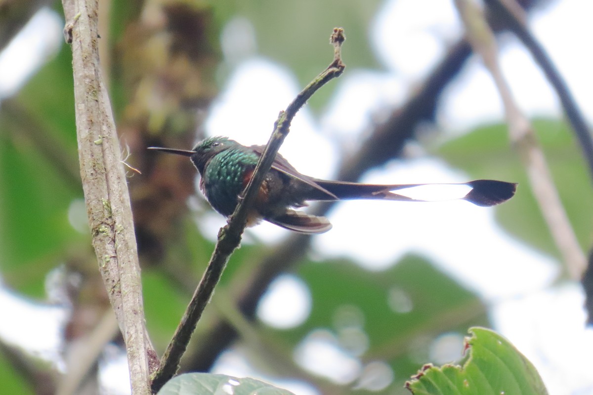 Peruvian Racket-tail - ML646638628