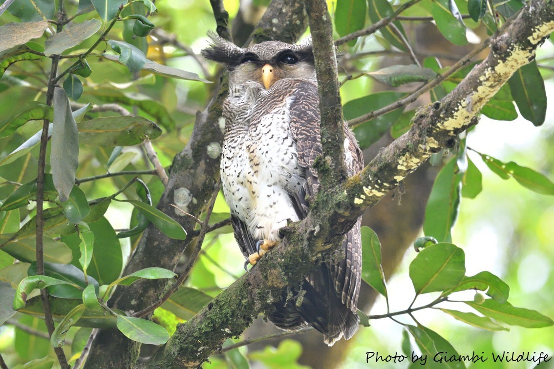 Barred Eagle-Owl - ML646638630