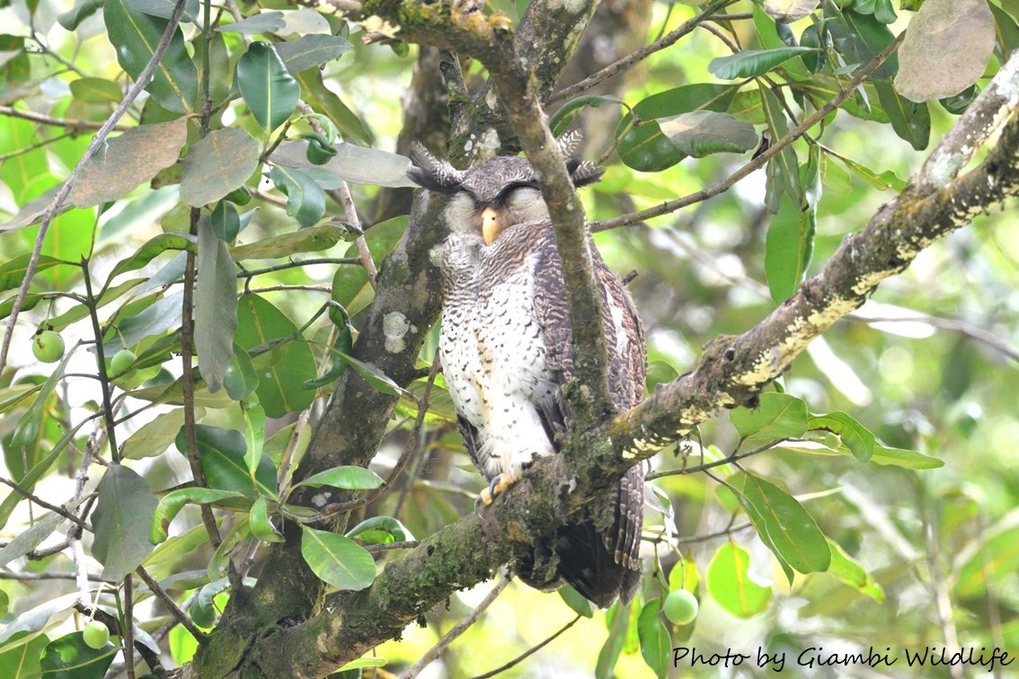Barred Eagle-Owl - ML646638631