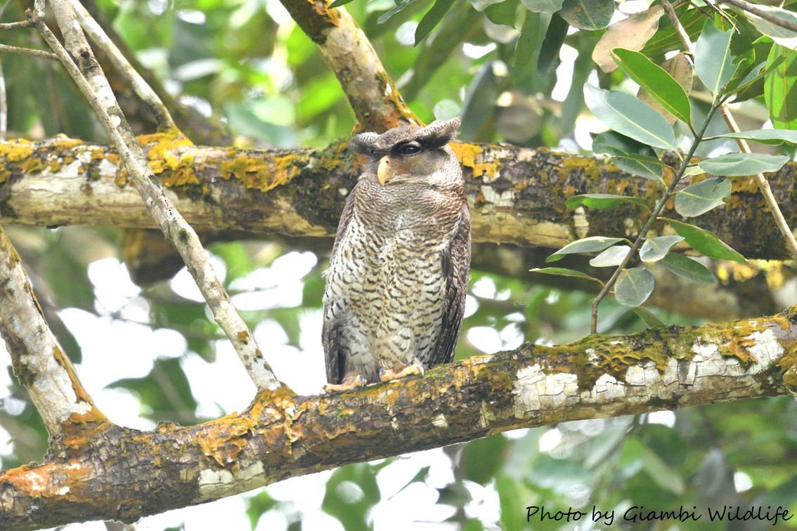 Barred Eagle-Owl - ML646638632