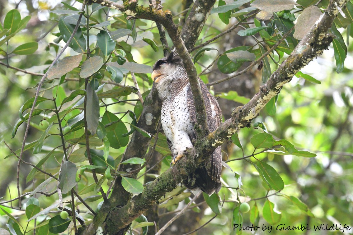 Barred Eagle-Owl - ML646638633