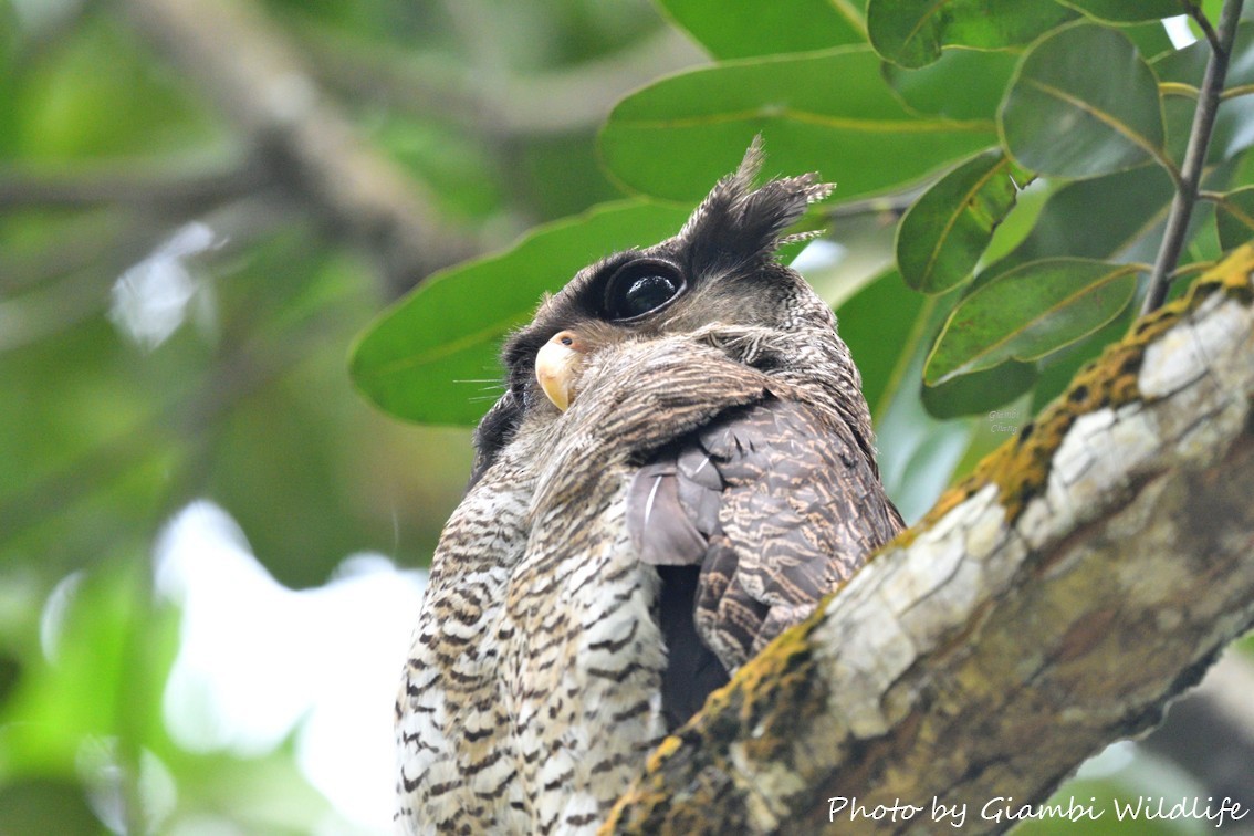 Barred Eagle-Owl - ML646638634
