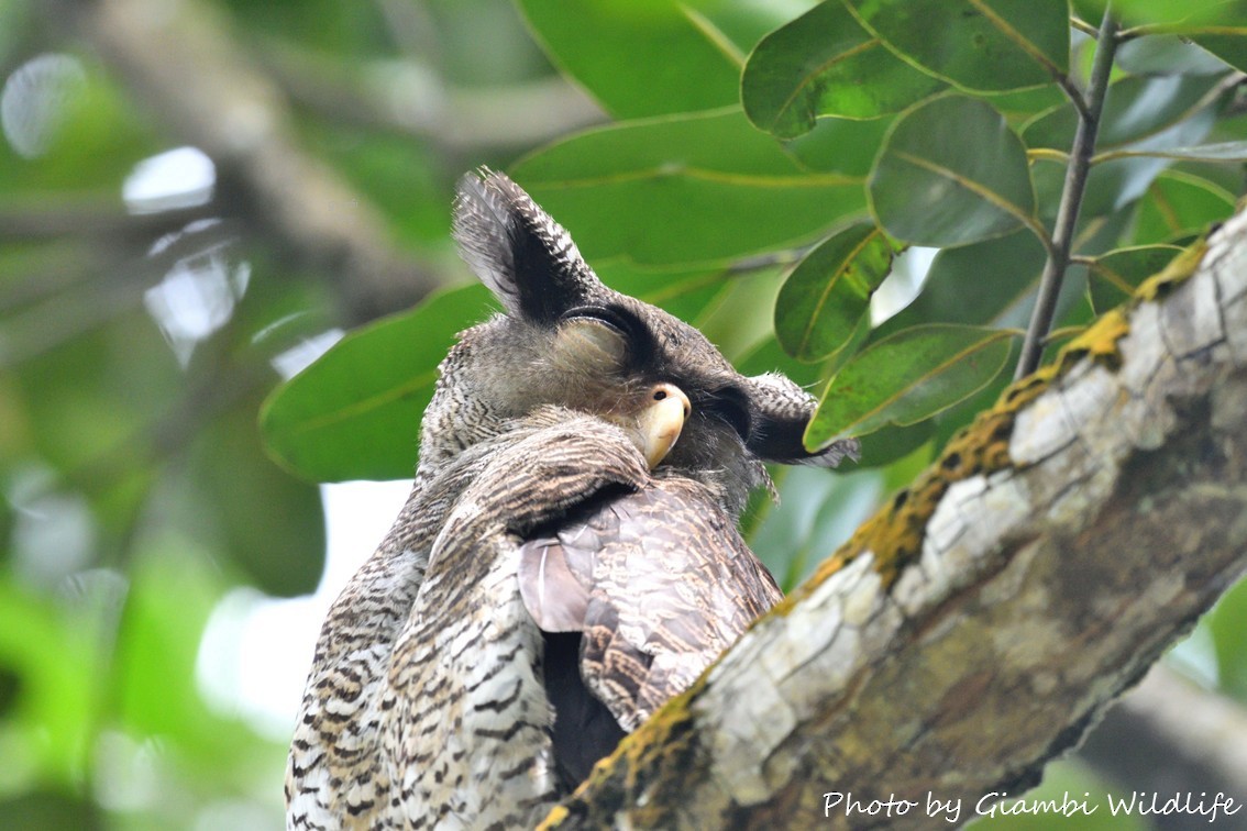 Barred Eagle-Owl - ML646638635