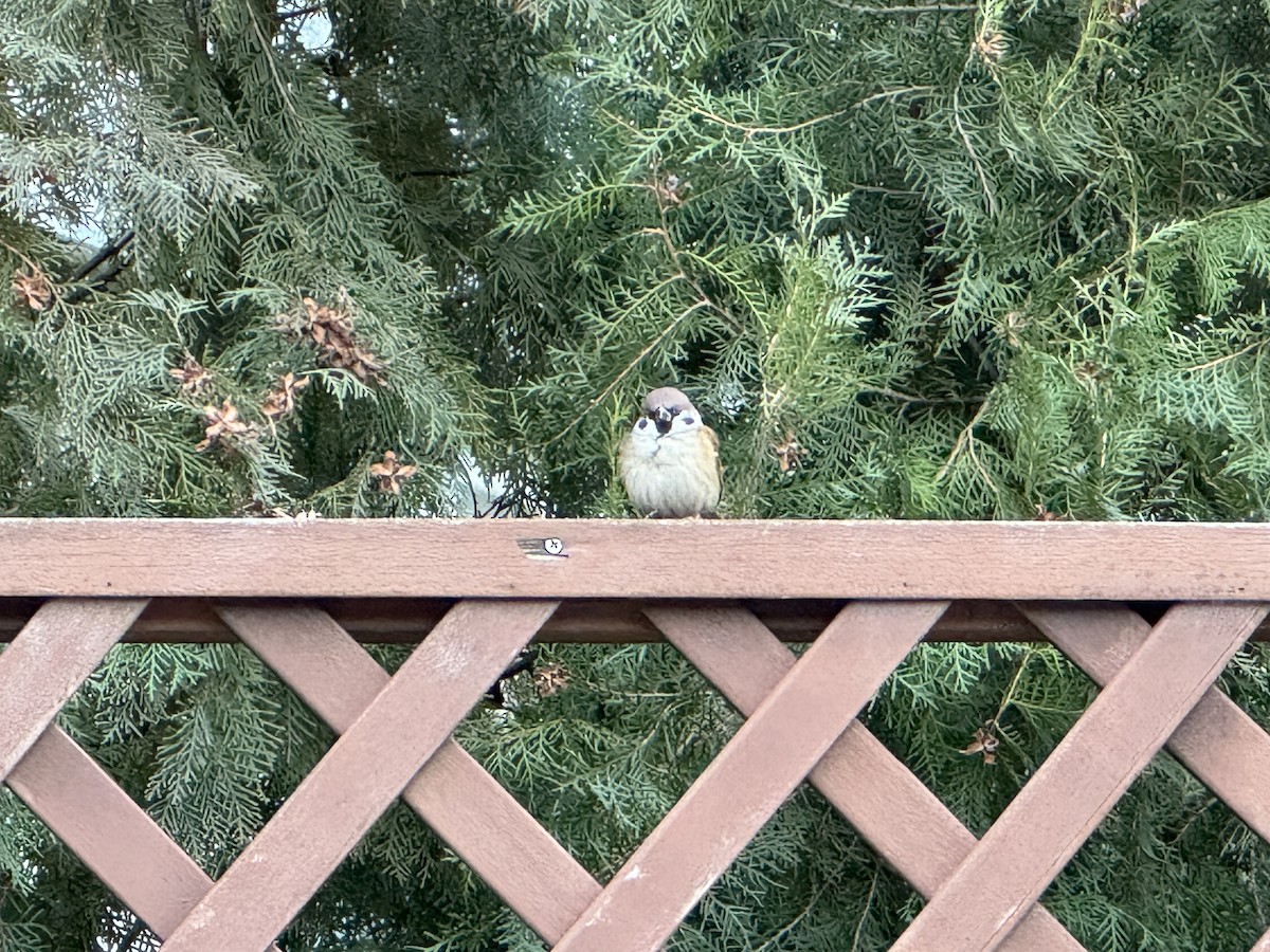 Eurasian Tree Sparrow - ML646638636
