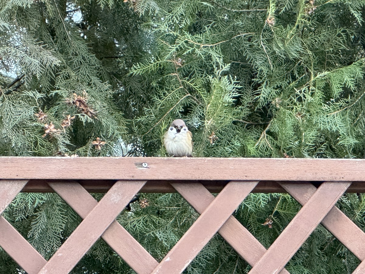 Eurasian Tree Sparrow - ML646638637