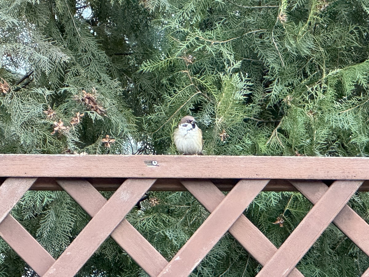 Eurasian Tree Sparrow - ML646638638