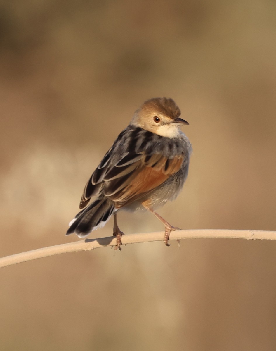 Çıkrıkçı Yelpazekuyruk - ML646638642