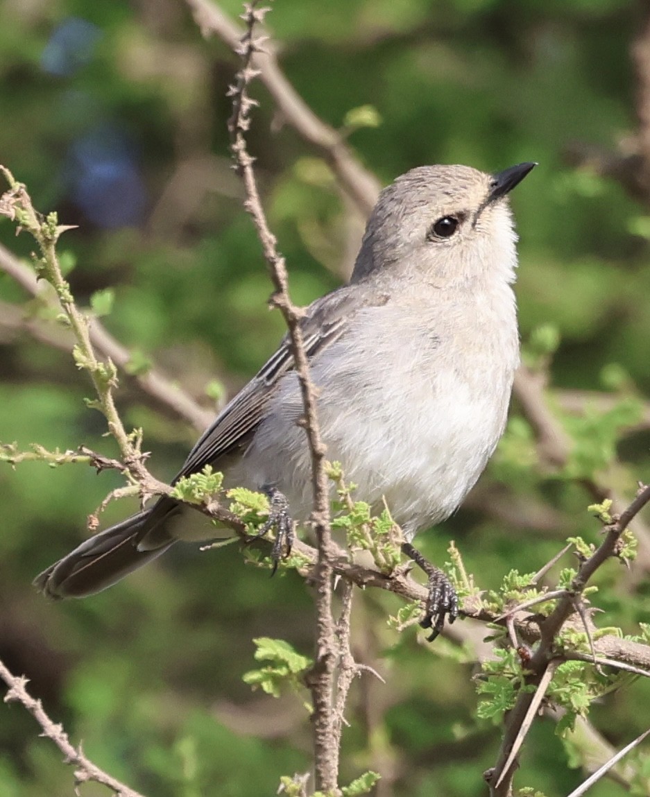 Afrika Gri Sinekkapanı - ML646638643