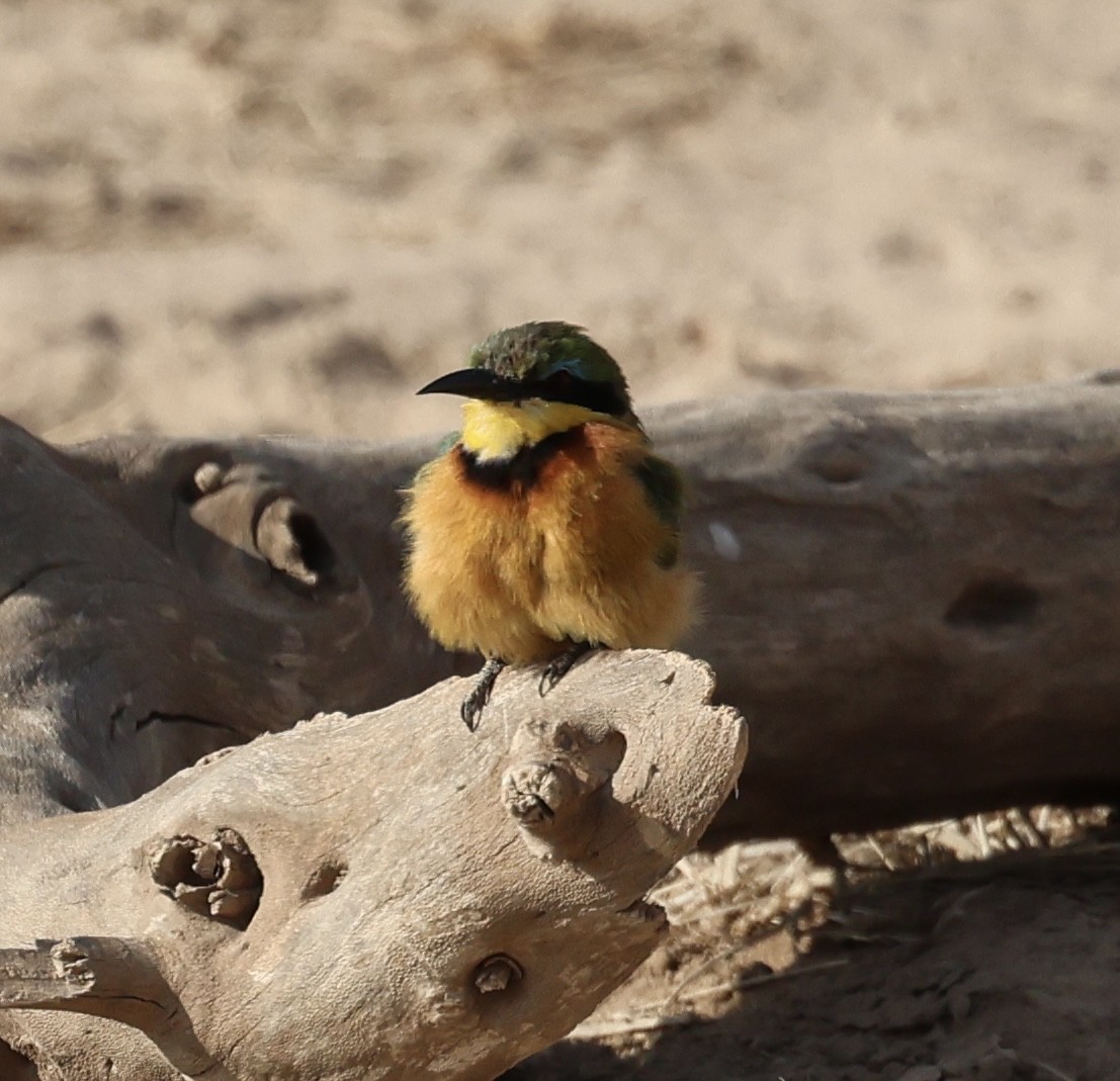 Küçük Arıkuşu - ML646638644