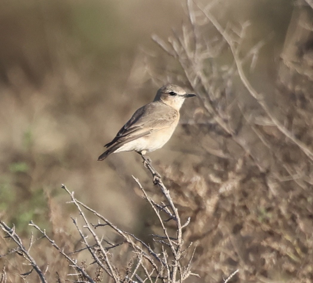 Boz Kuyrukkakan - ML646638645