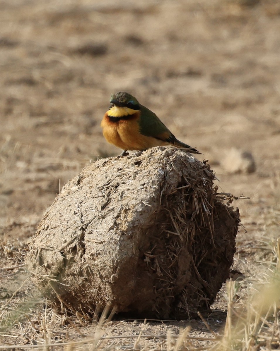 Küçük Arıkuşu - ML646638646