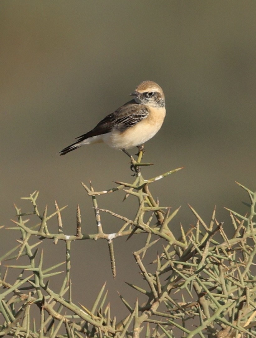 Alaca Kuyrukkakan - ML646638647