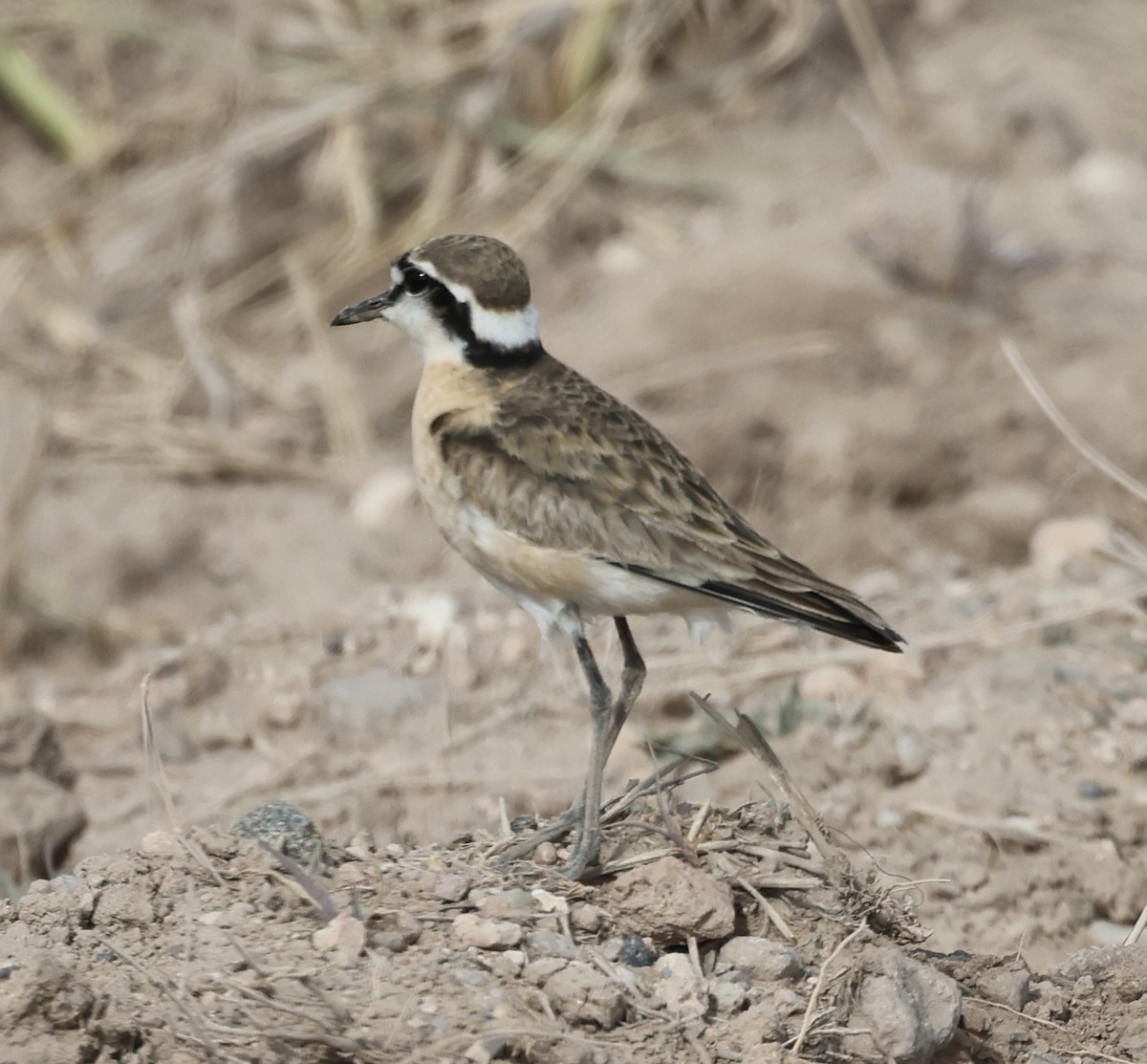 Nil Cılıbıtı - ML646638648