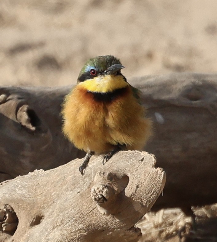 Küçük Arıkuşu - ML646638649