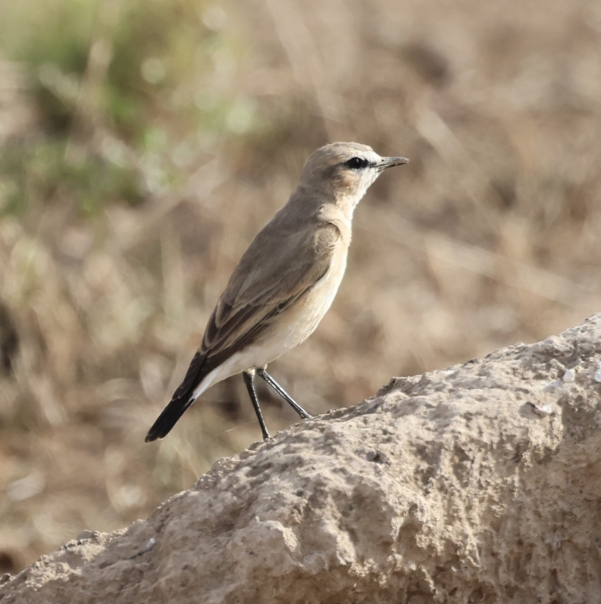 Boz Kuyrukkakan - ML646638650