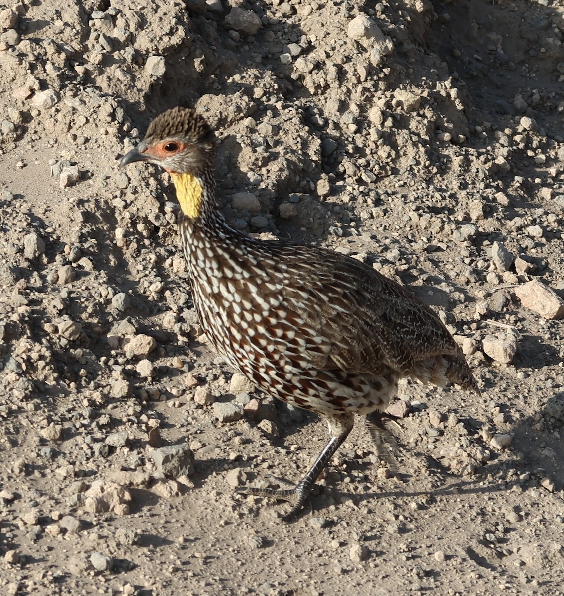 Sarı Boğazlı Turaç - ML646638651