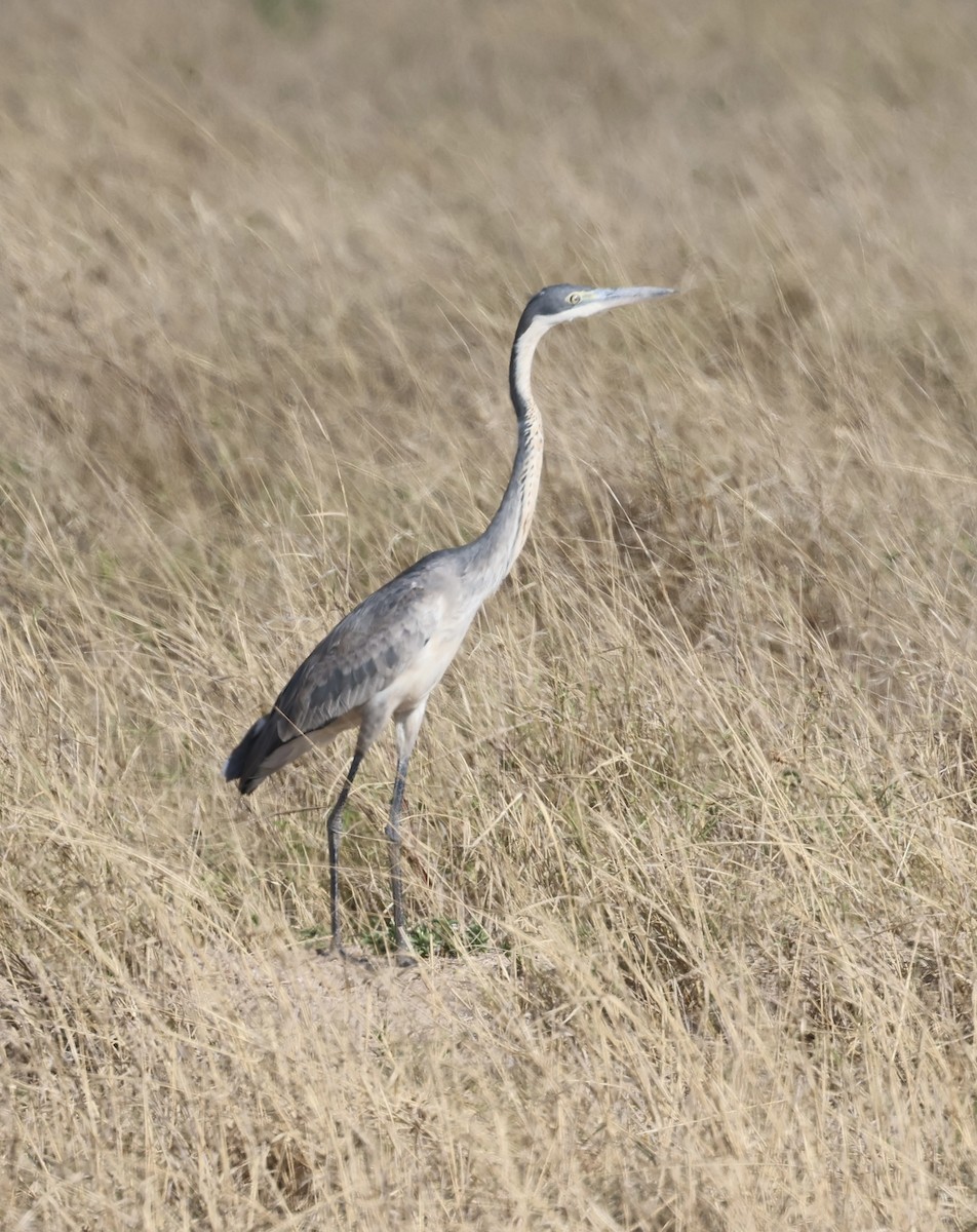 Kara Boyunlu Balıkçıl - ML646638652