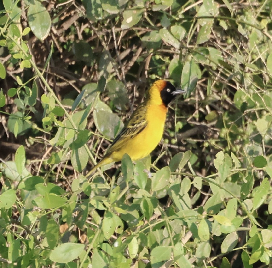 Ortanca Dokumacı - ML646638655