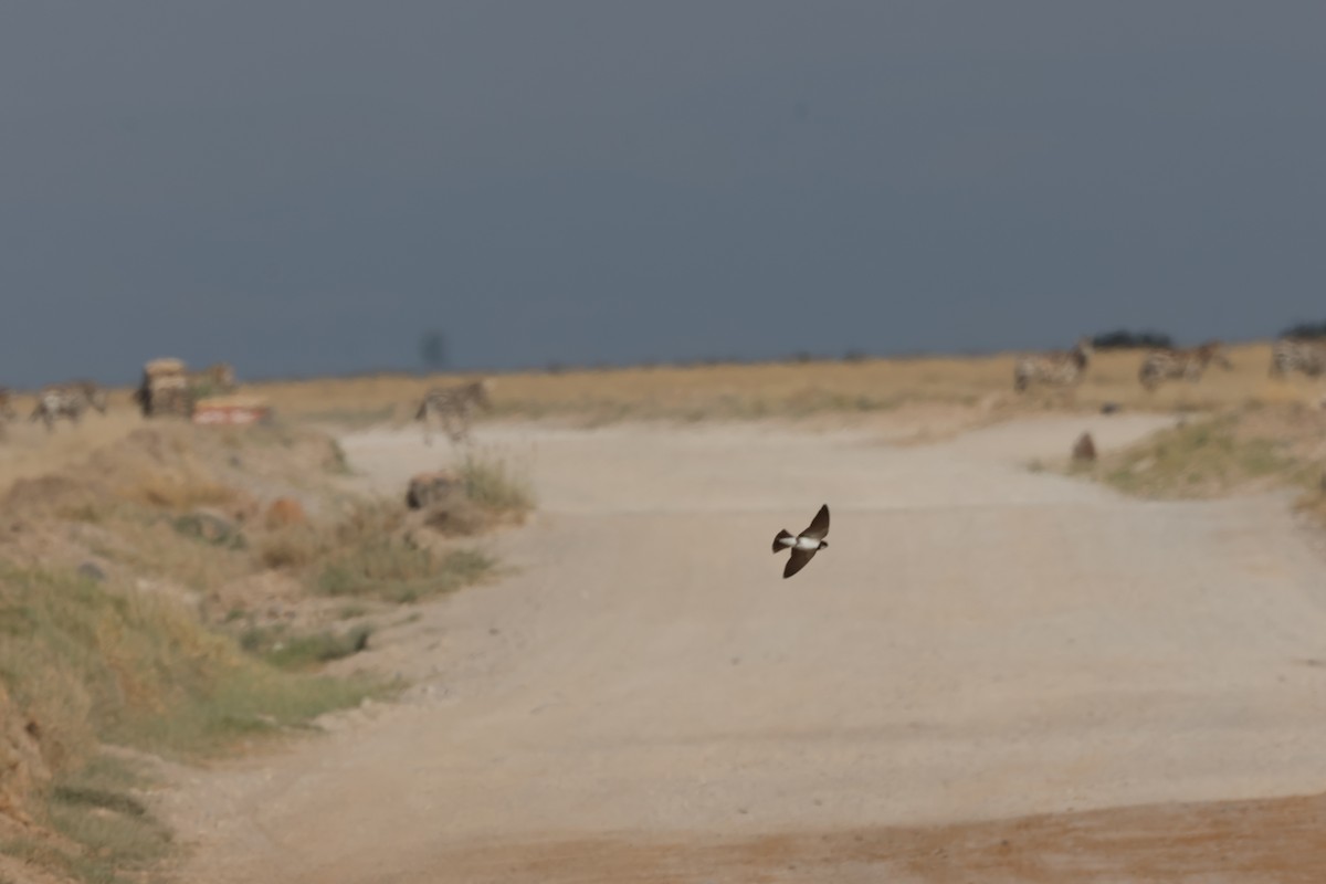 Kuşaklı Kum Kırlangıcı - ML646638658