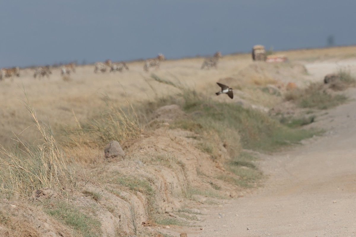 Kuşaklı Kum Kırlangıcı - ML646638659