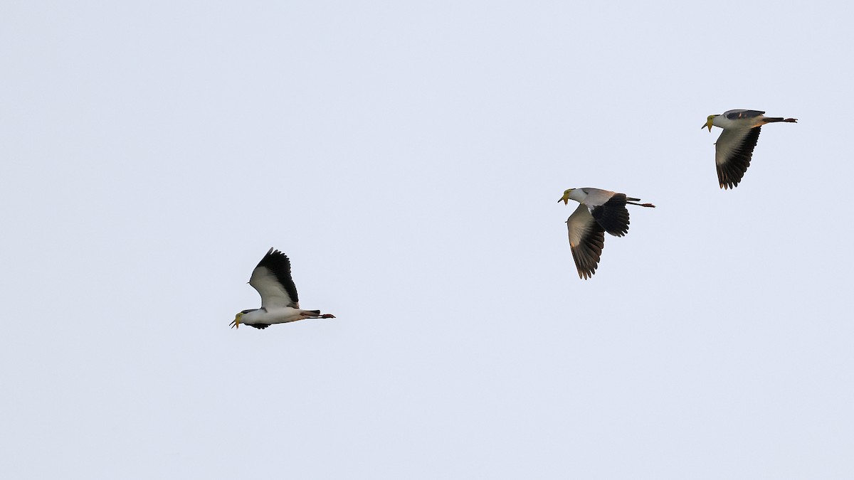 Pavoncella mascherata - ML646638660