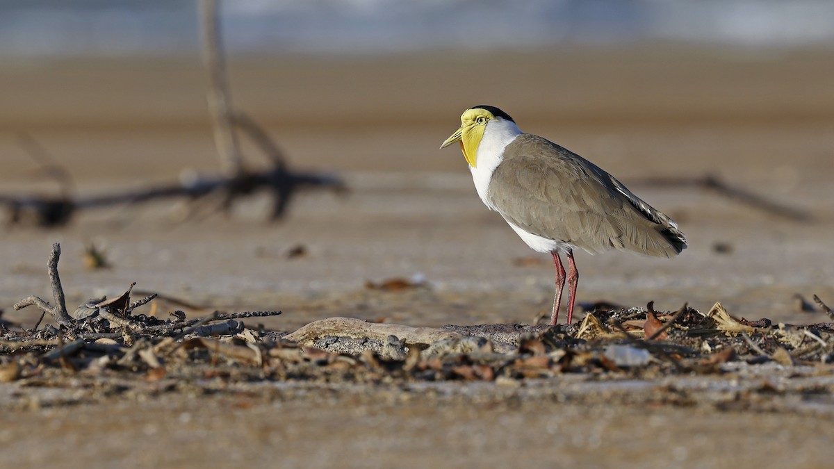 Pavoncella mascherata - ML646638661