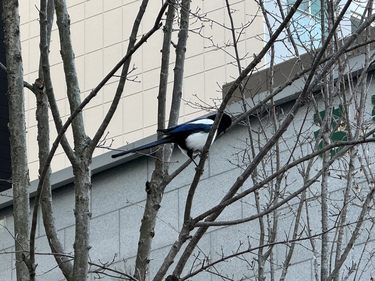 Orientelster - ML646638663