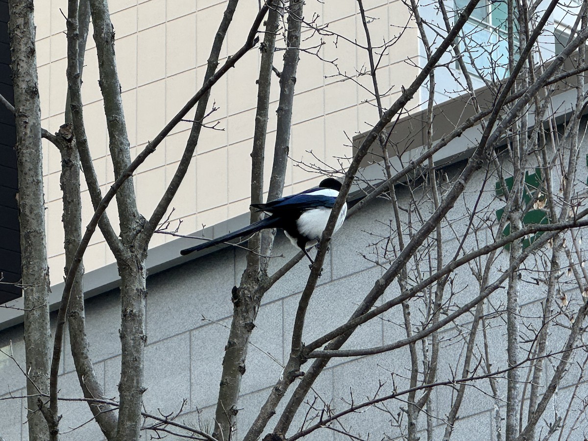 Orientelster - ML646638664