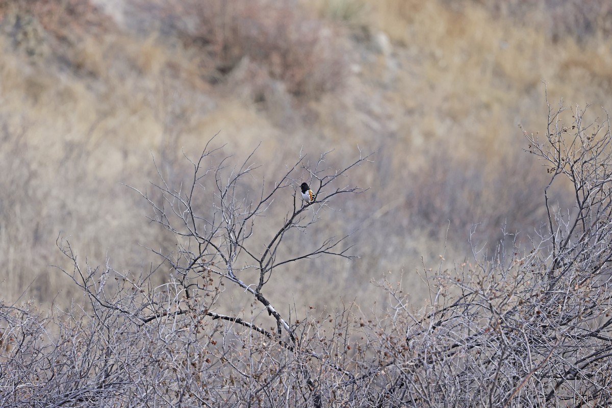 Spotted Towhee - ML646638666