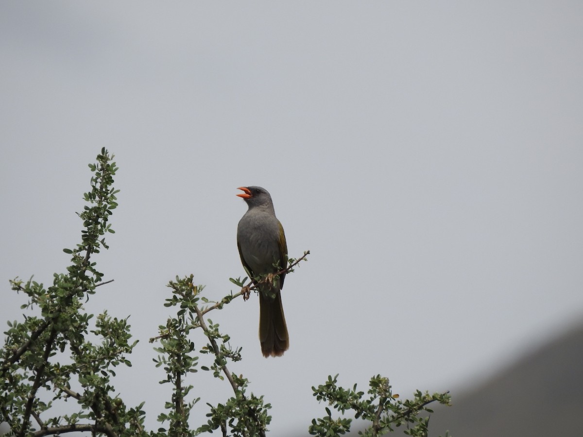 Embernagre à cinq couleurs - ML646638667