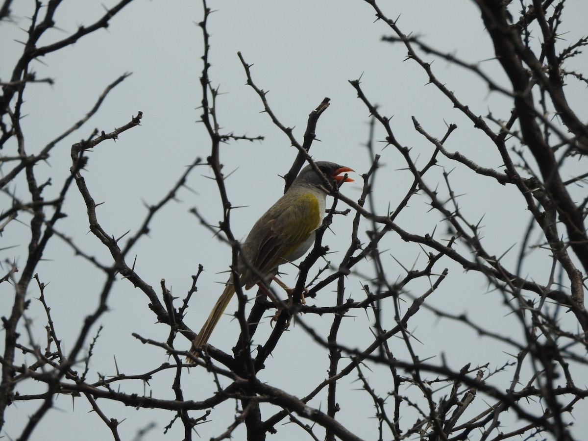 Embernagre à cinq couleurs - ML646638668